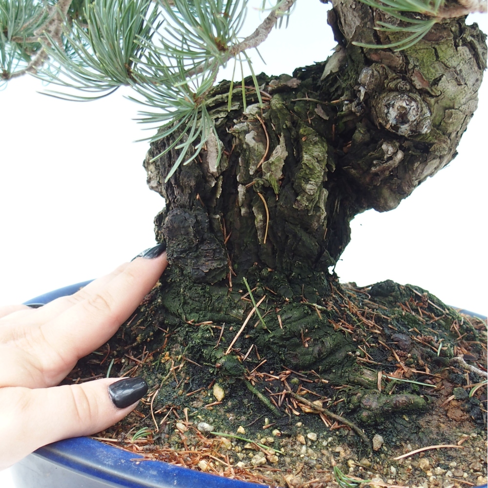 Bonsai im Freien - Pinus parviflora - kleine Kiefer
