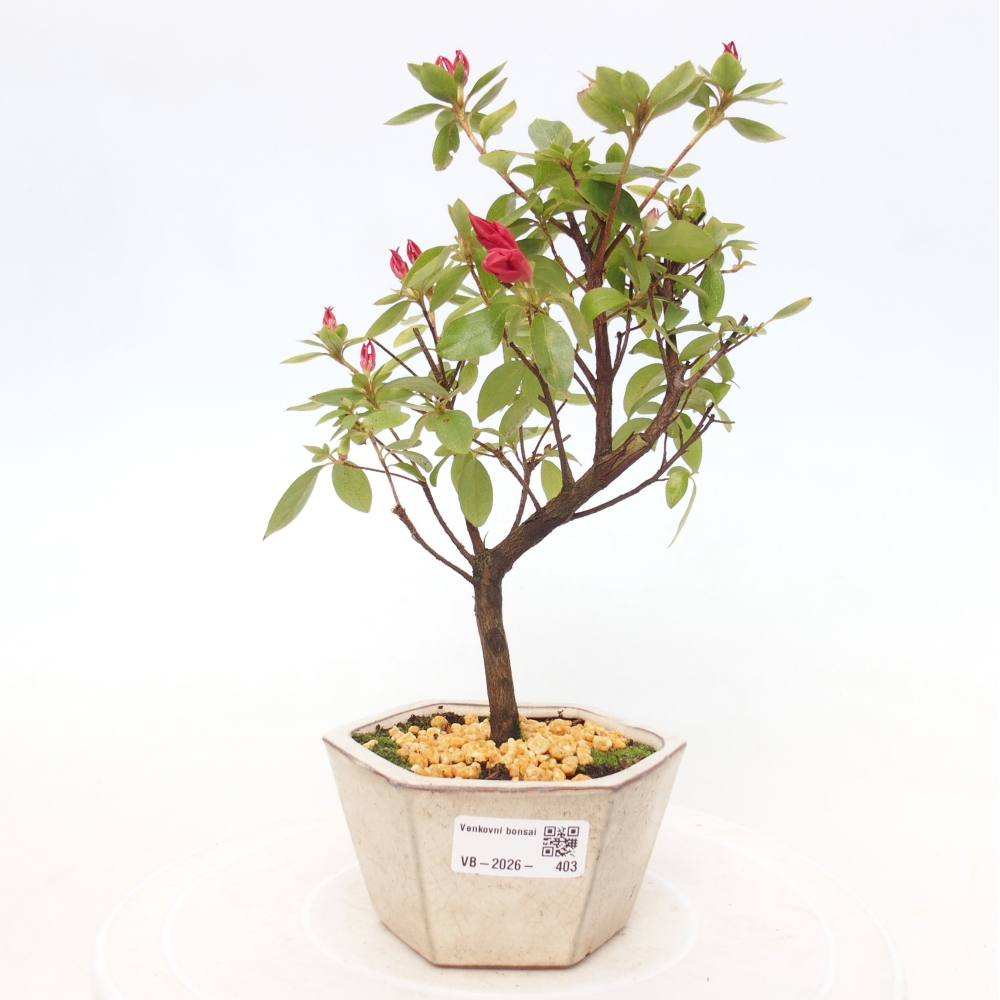 Bonsai für draußen - Japanische Azalee - Azalea sp.