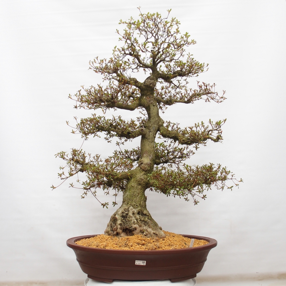 Bonsai für draußen - Japanische Azalee - Azalee Kinu-no-Hikari