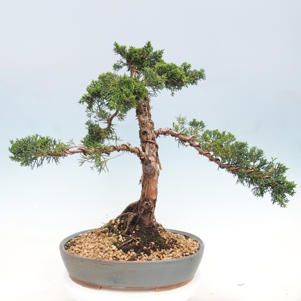 Outdoor-Bonsai - Juniperus chinensis Kishu - Chinesischer Wacholder