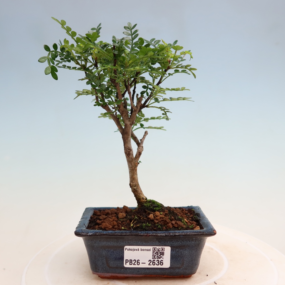Zimmer Bonsai - Zantoxylum piperitum - Pfefferbaum