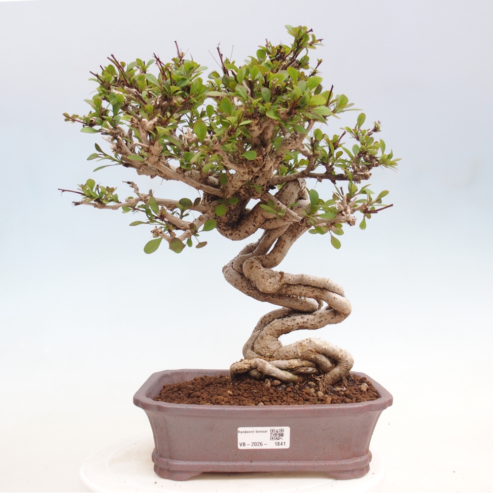 Bonsai für draußen - Berberis coreana