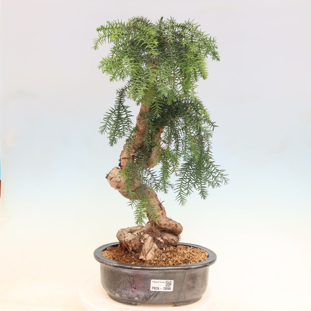 Zimmer Bonsai - Araucaria - Zimmer Fichte