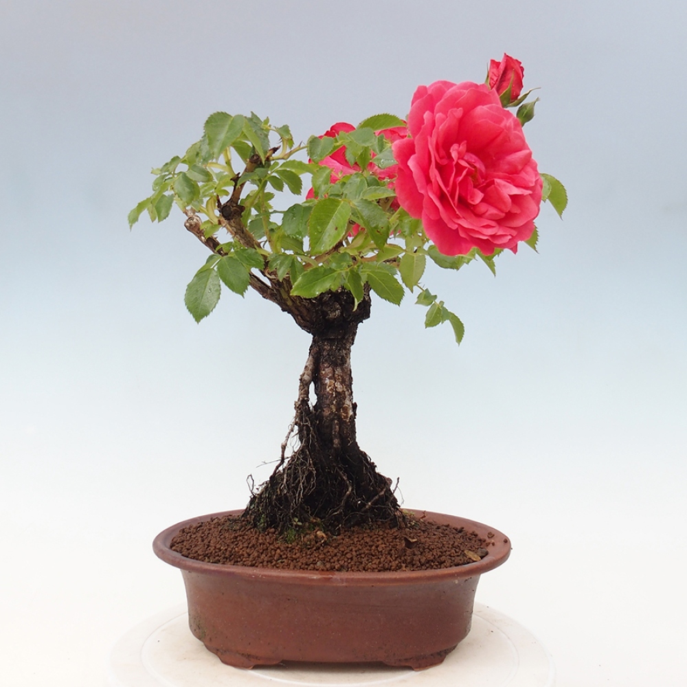 Freilandbonsai - Rosa Kordes -  Rose