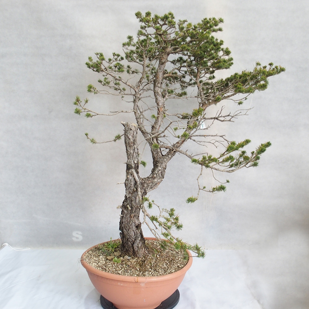 Yamadori - Pinus sylvestris 