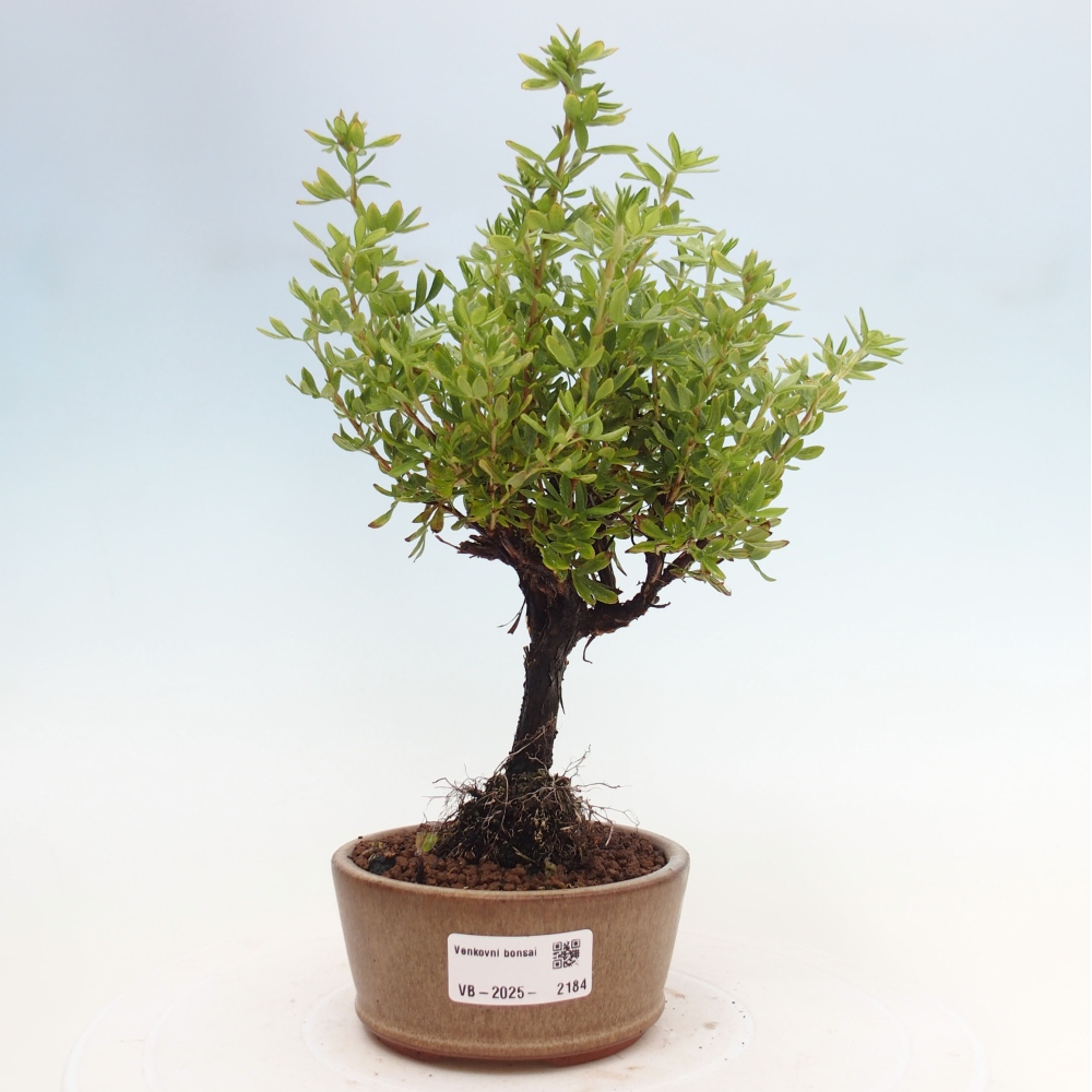 Outdoor-Bonsai-Fingerkraut - Potentila fruticosa gelber Vogel