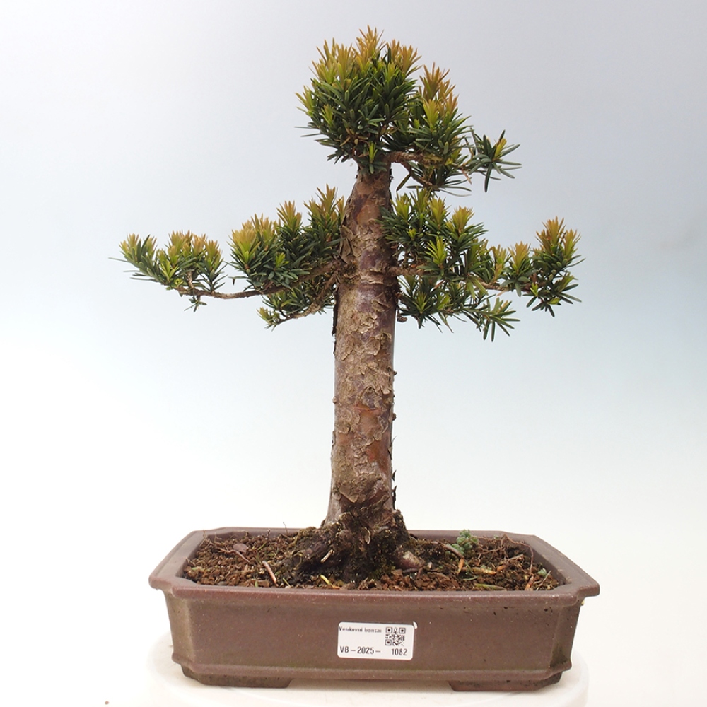 Bonsai im Freien - Taxus cuspidata - Japanische Eibe