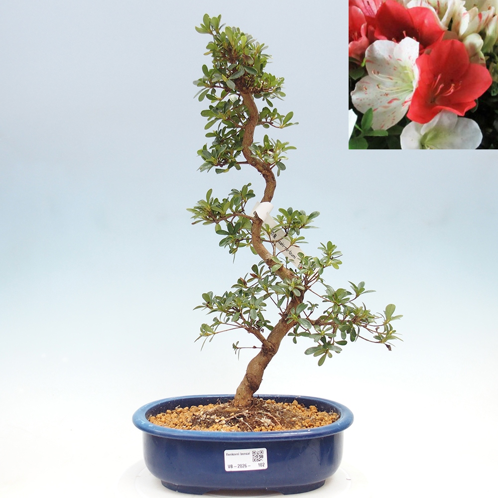 Bonsai für draußen - Japanische Azalee - Azalee Asahi-no-izumi