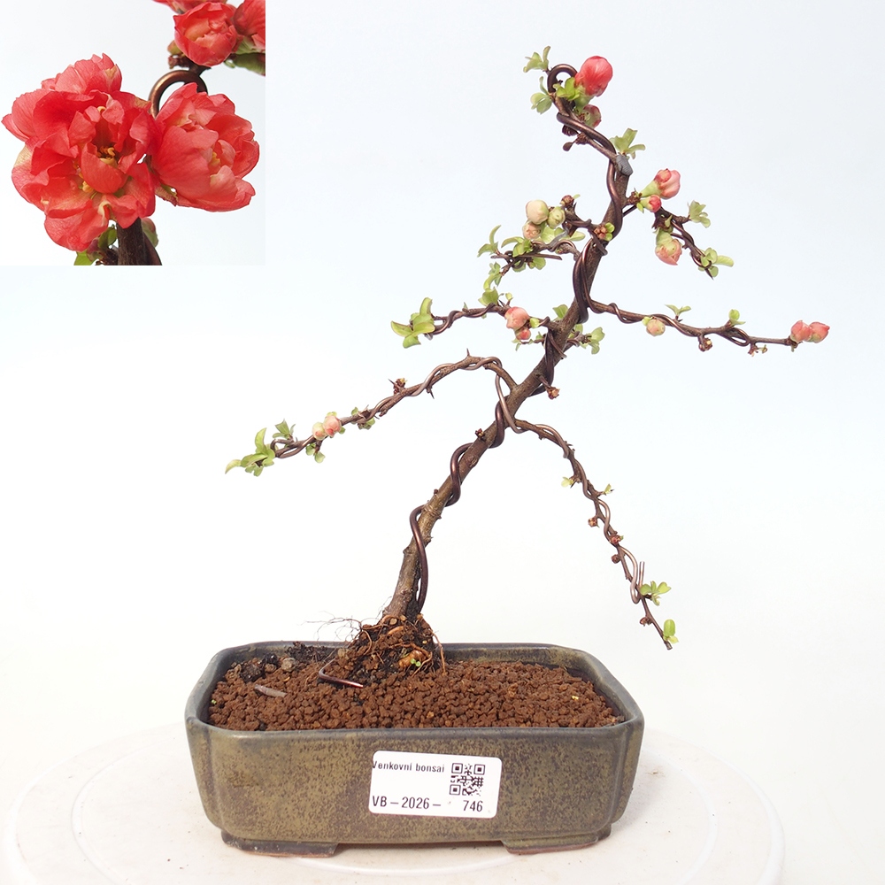 Bonsai für draußen - Chaneomeles s. Red Joy - Quitte