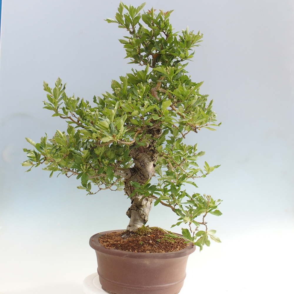 Bonsai im Freien - Weißdorn - Crataegus cuneata