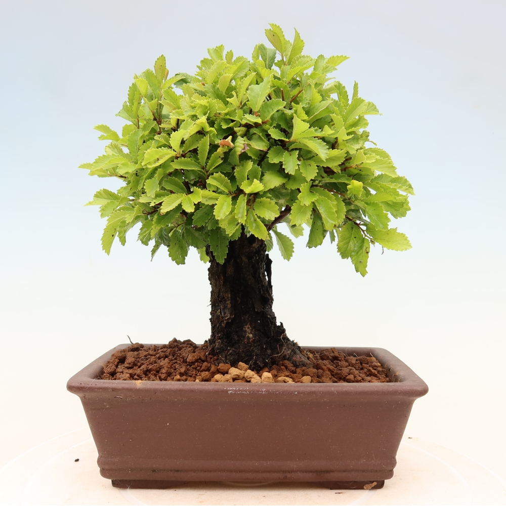 Bonsai für draußen - Zelkova - Zelkova NIRE