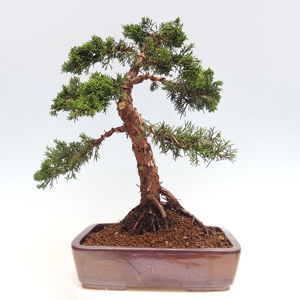 Outdoor-Bonsai - Juniperus chinensis Kishu - Chinesischer Wacholder
