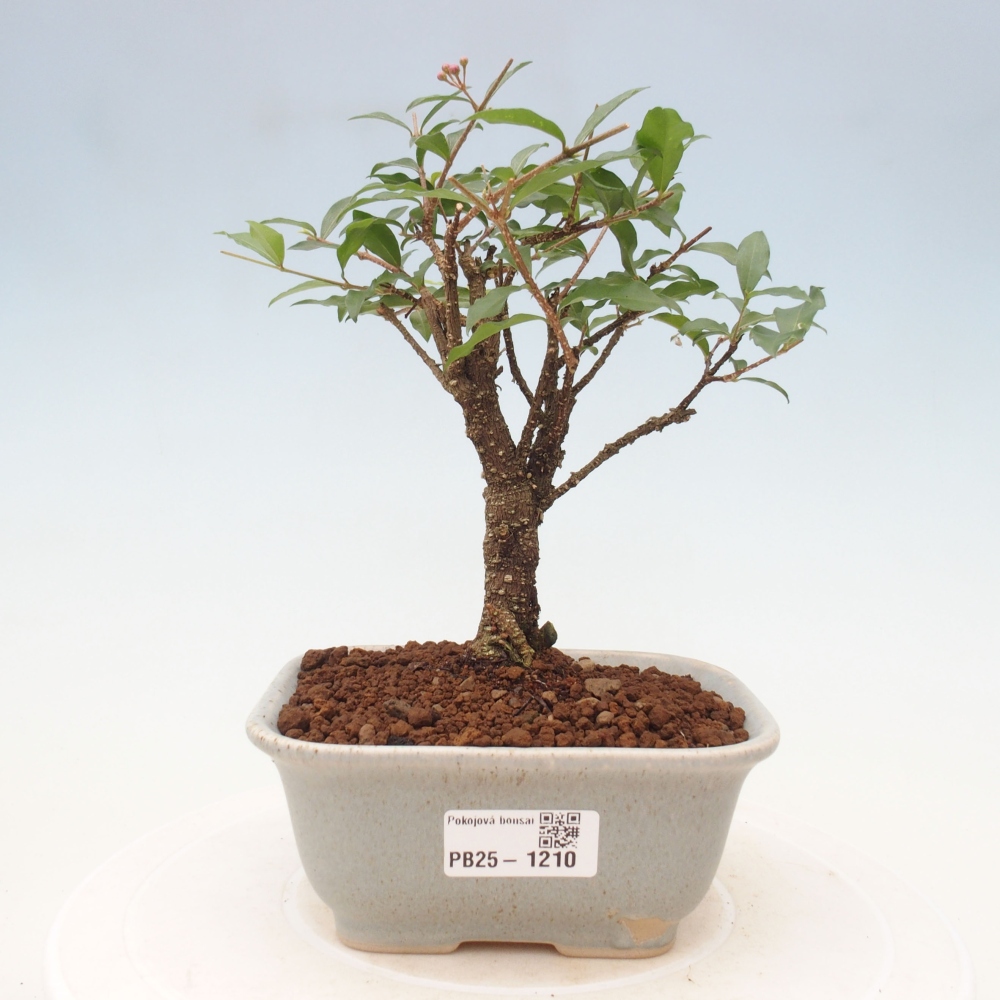 Zimmerbonsai - Malpighia coccigera - Barbdor-Kirsche