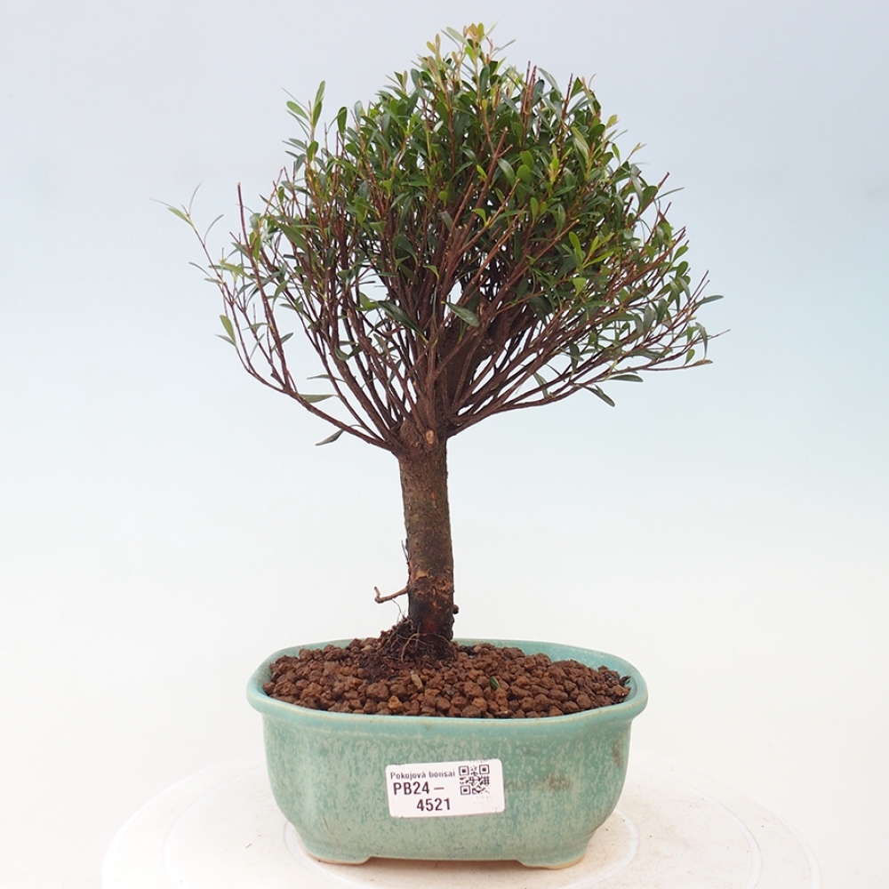 Zimmer Bonsai - Syzygium - Pimentovník