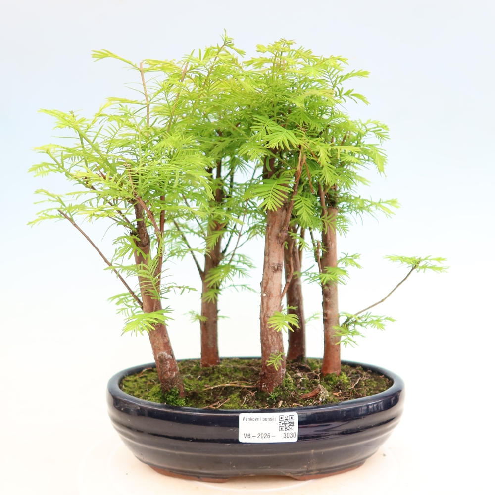 Bonsai für den Außenbereich – Metasequoia glyptostroboides – Chinesische Metasequoia – Wäldchen