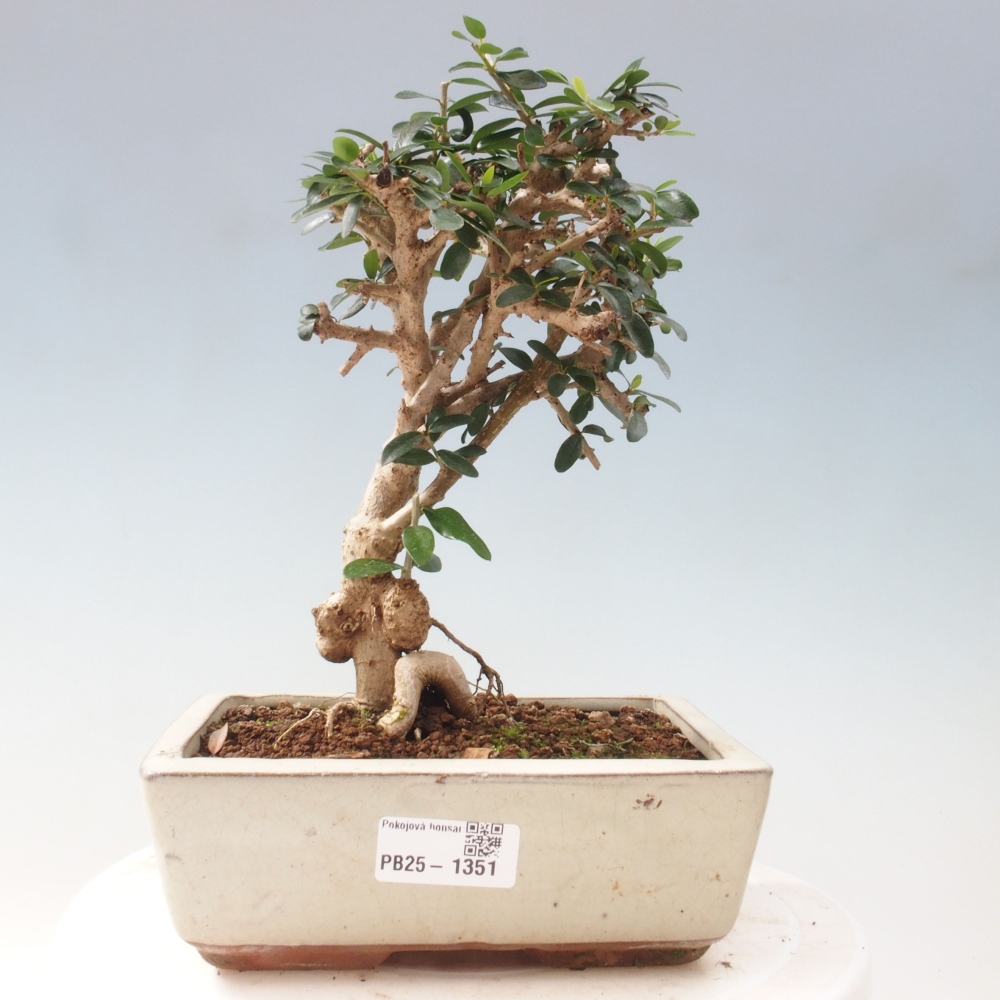 Indoor-Bonsai - Olea europaea sylvestris - Europäisches kleinblättriges Olivenöl
