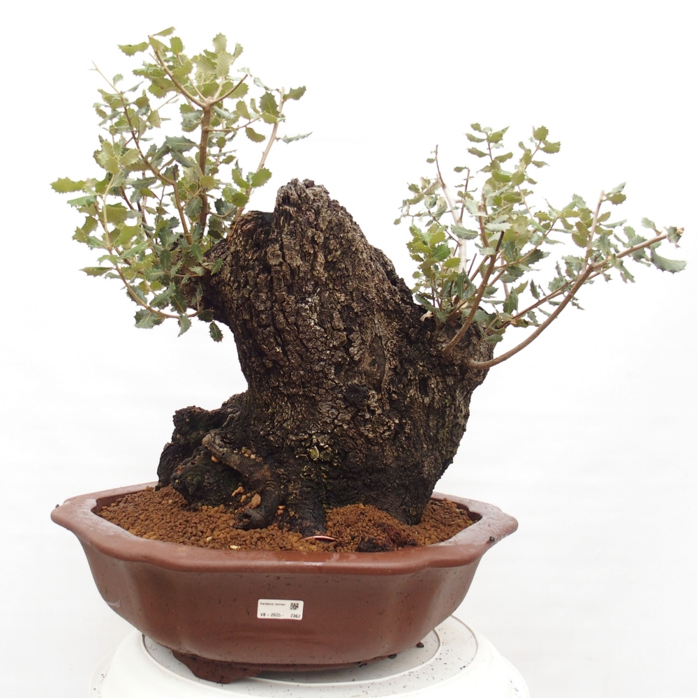Yamadori - Quercus Ilex - Steineiche