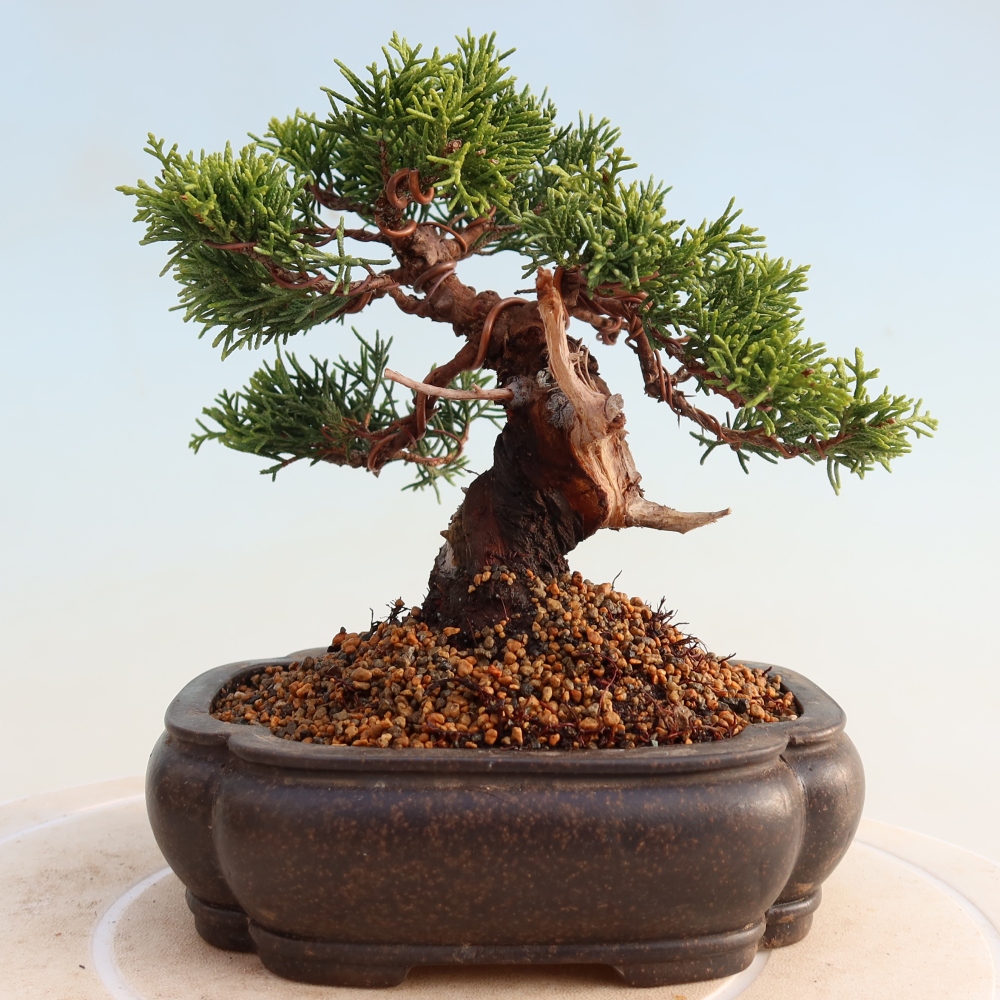 Outdoor bonsai - Juniperus chinensis Itoigawa - Chinese juniper