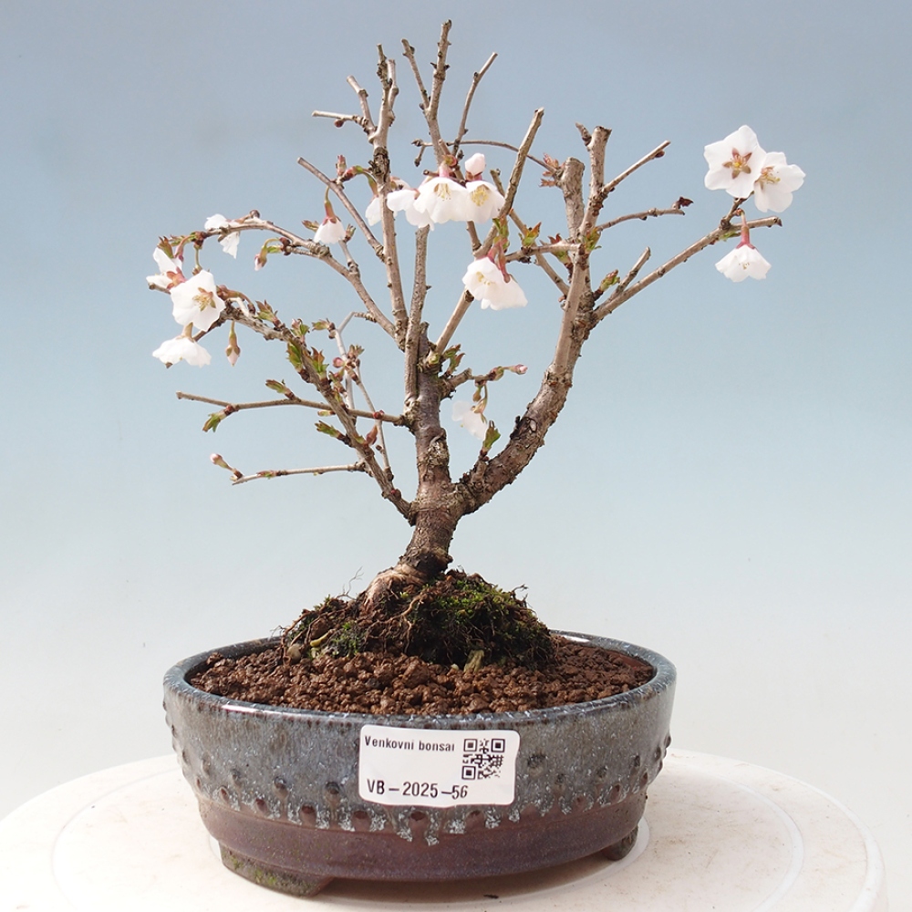 Bonsai im Freien - Prunus incisa Kojou-no mai-Pflaume geschnitten