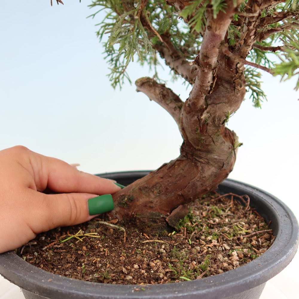 Bonsai für draußen - Juniperus chinensis Itoigawa-Juniperus chinensis