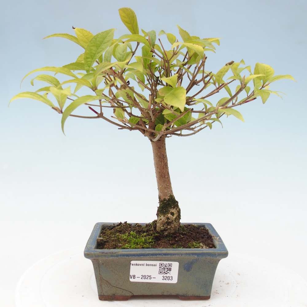 Bonsai im Freien - wunderschöne Pflanze - Callicarpa japonica