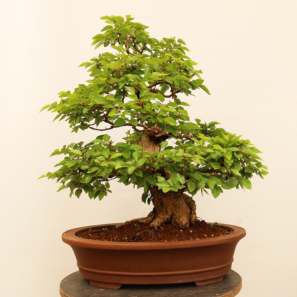 Bonsai im Freien - Carpinus Coreana - Koreanische Hainbuche