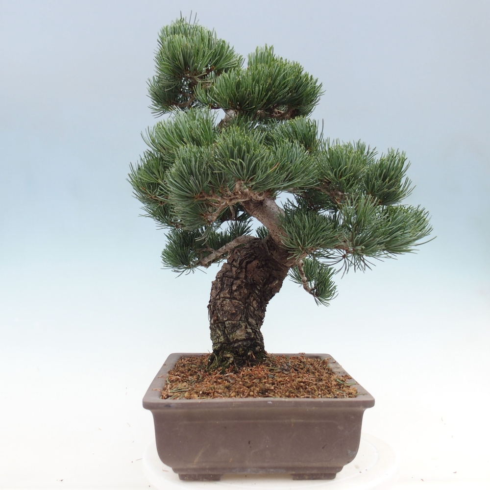 Bonsai im Freien - Pinus parviflora - kleine Kiefer