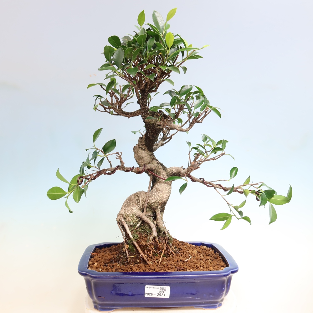 Zimmerbonsai - Ficus kimmen - Kleinblättriger Ficus