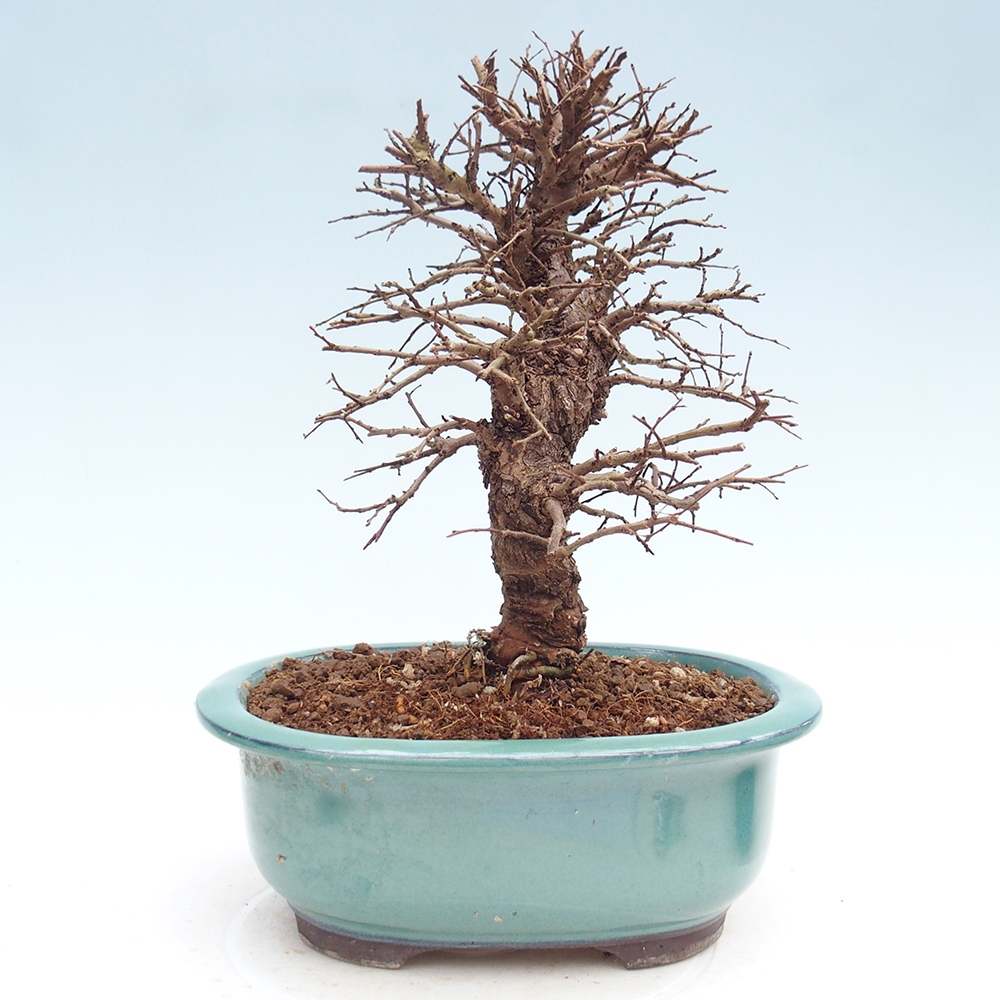 Bonsai für draußen - Zelkova - Zelkova NIRE