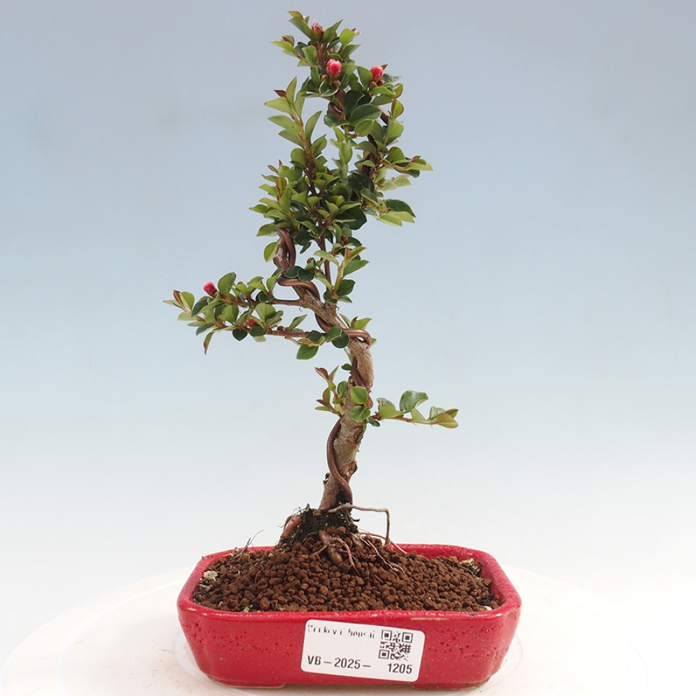 Outdoor bonsai-Cotoneaster horizontalis - Rock