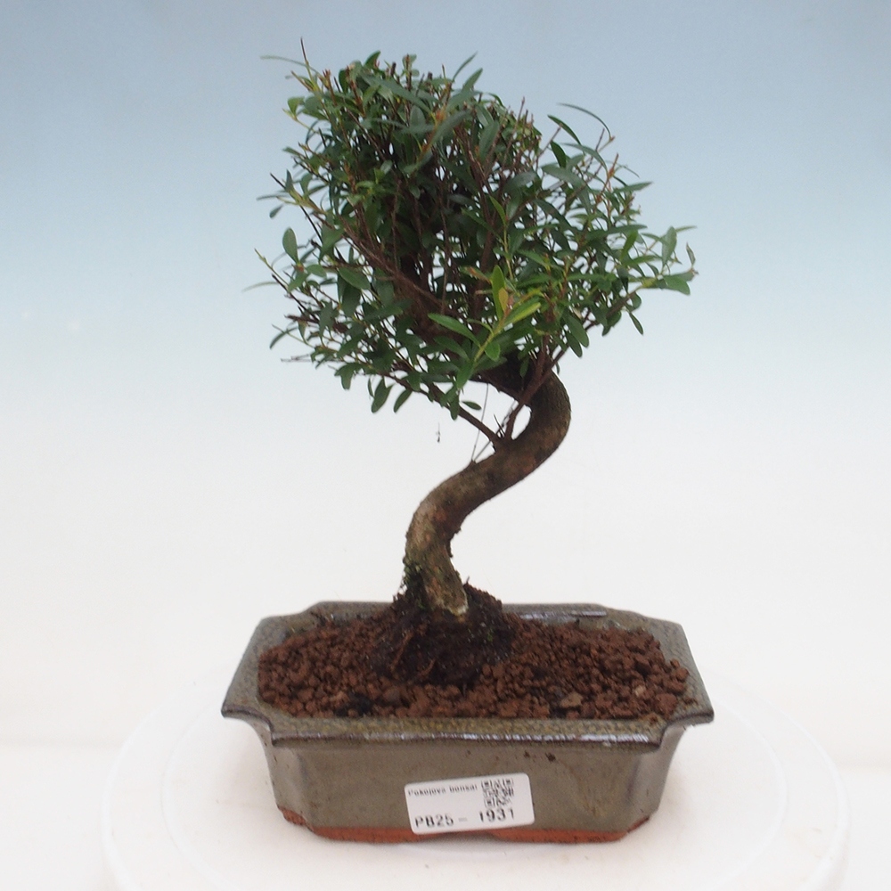 Zimmer Bonsai - Syzygium - Pimentovník