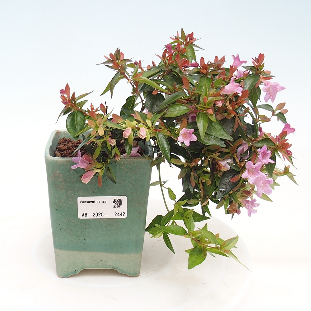 Bonsai im Freien - Abelia Grandiflora - Abelia grandiflora