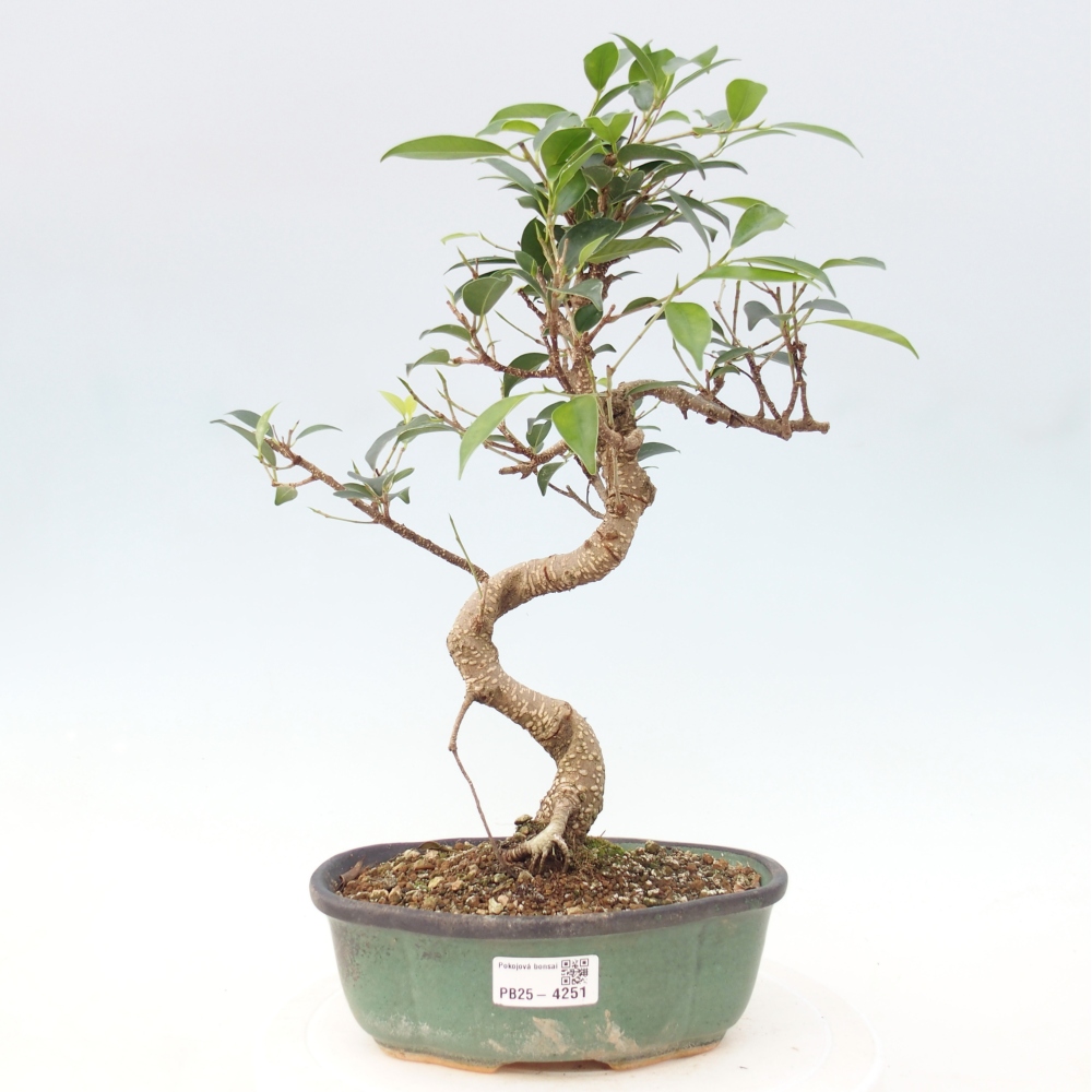 Zimmerbonsai - Ficus retusa - Kleinblättriger Ficus