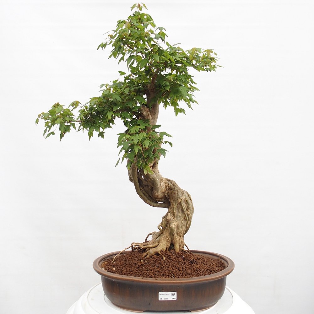 Bonsai im Freien - Ahorn Buergerianum - Burger Maple
