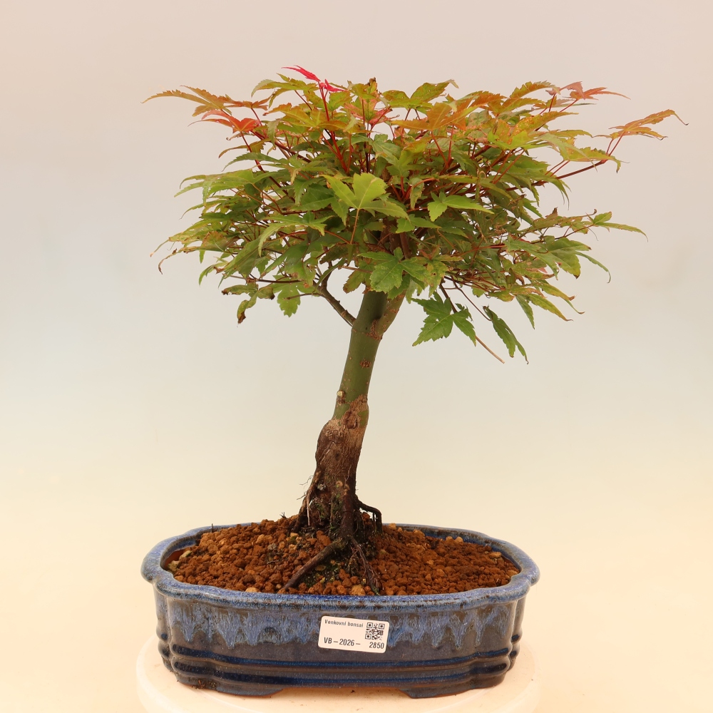 Spitzahorn - Acer palmatum Beni Tsukasa