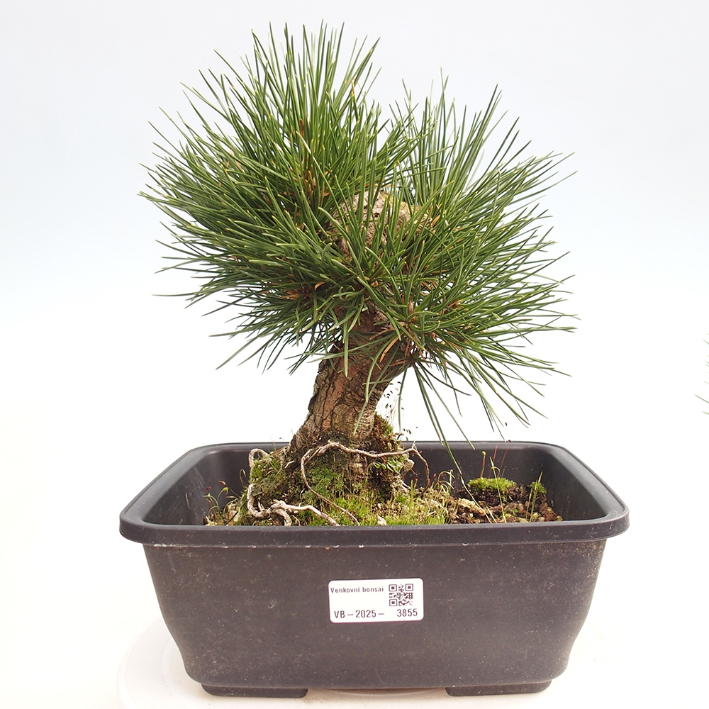 Bonsai für draußen - Pinus thunbergii - Thunberg-Kiefer