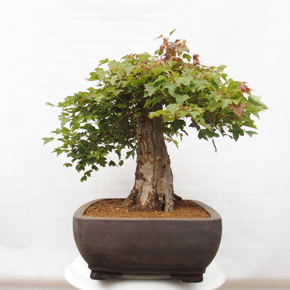 Bonsai im Freien - Ahorn Buergerianum - Burger Maple