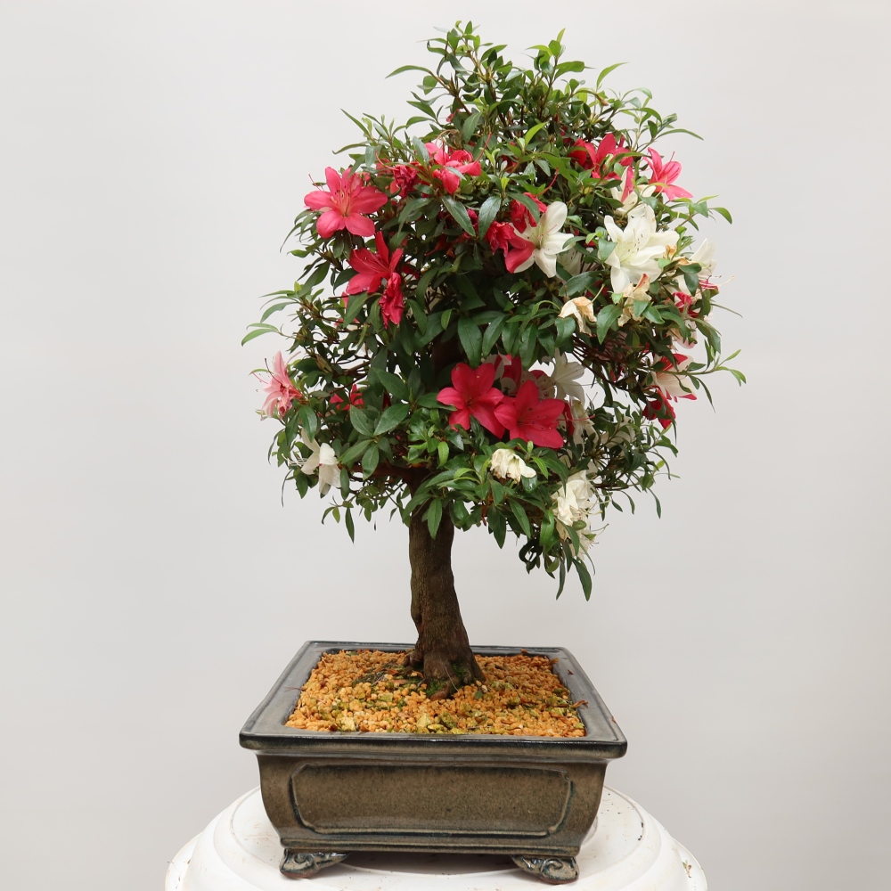 Bonsai für draußen - Japanische Azalee - Azalea satsuki
