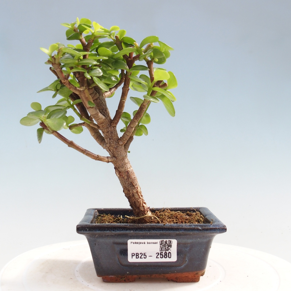 Zimmerbonsai - Portulakaria Afra - Tlustice