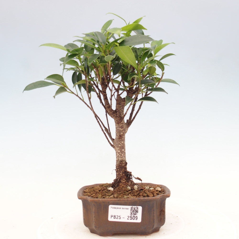 Zimmerbonsai - Kleinblättriger Ficus - Ficus kimmen