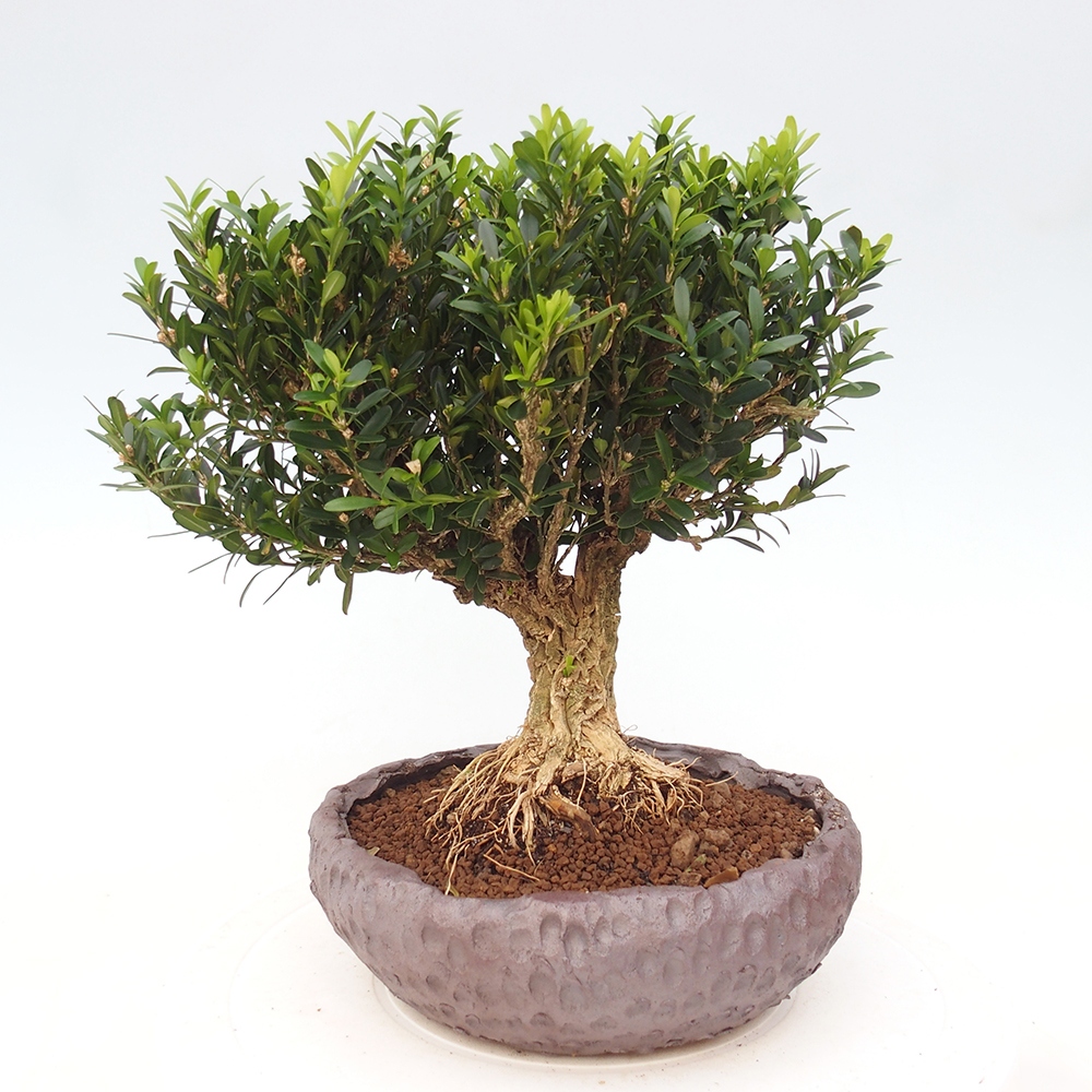 Zimmer Bonsai - Buxus harlandii - Korkbuxus