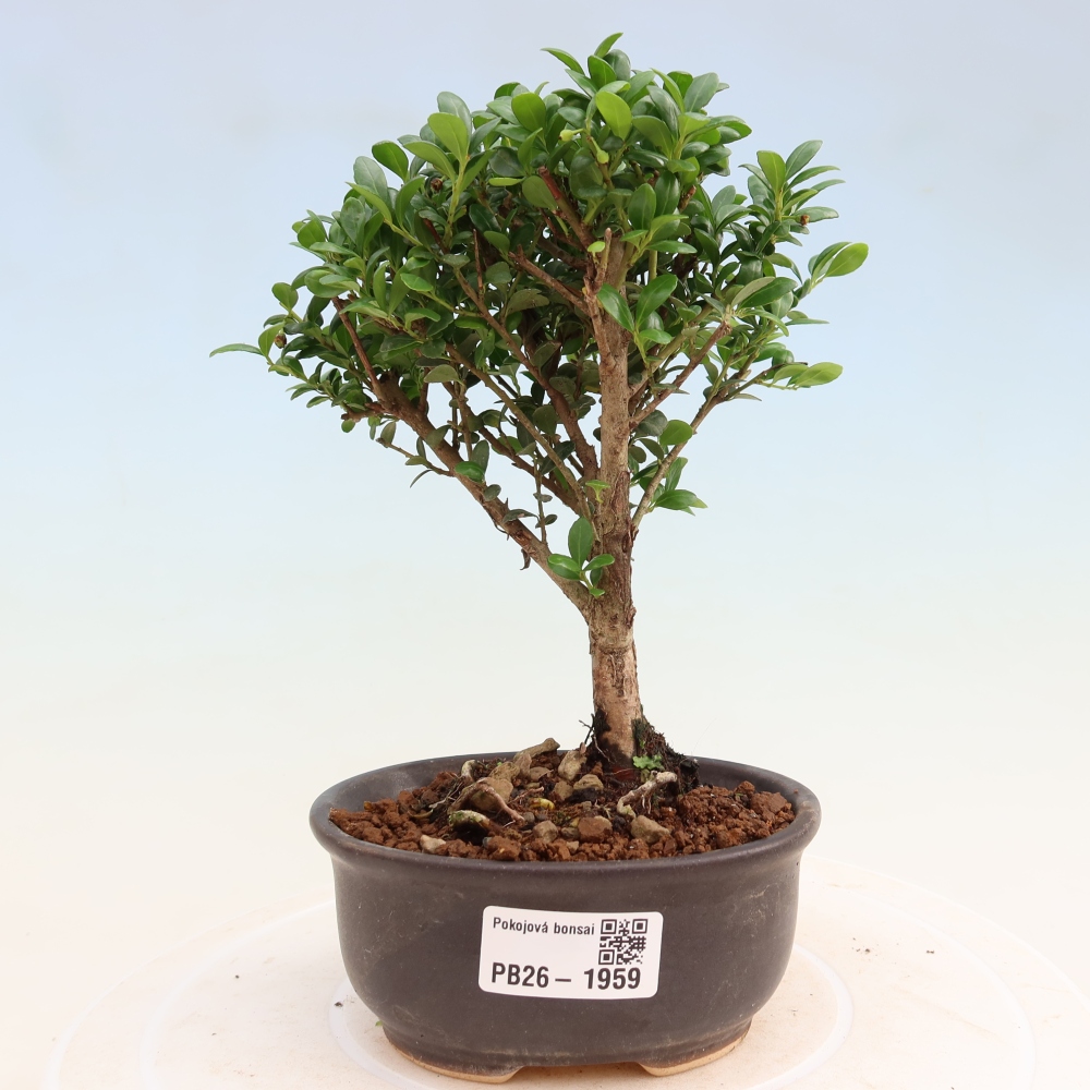 Zimmer Bonsai - Ilex crenata - Stechpalme
