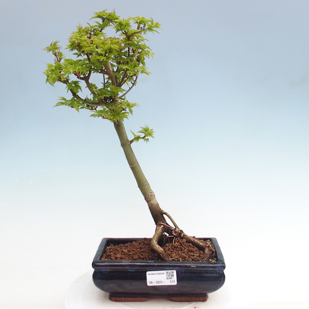 Bonsai im Freien - Acer palmatum Shishigashira-Ahorn
