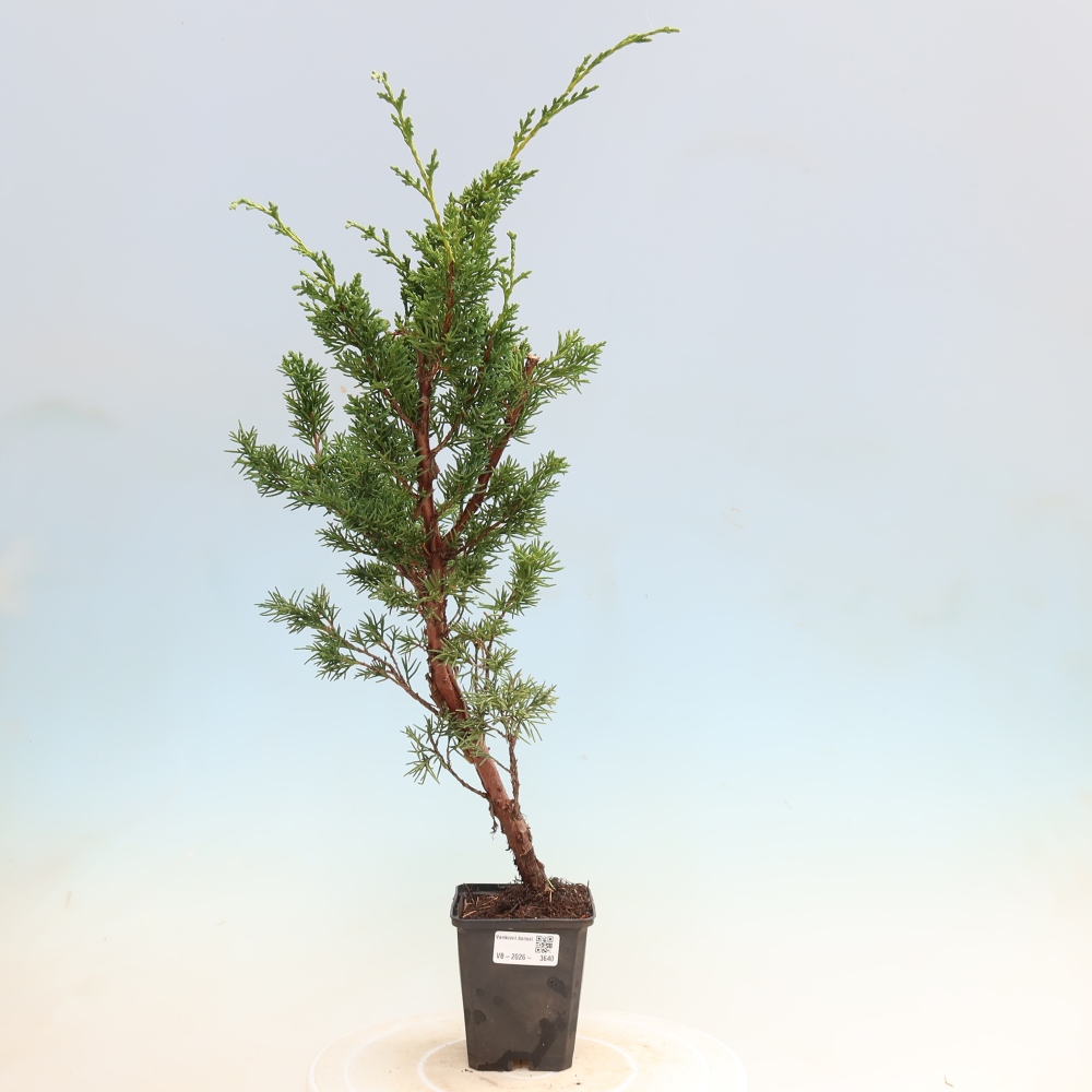 Bonsai für draußen - Juniperus chinensis Kishu