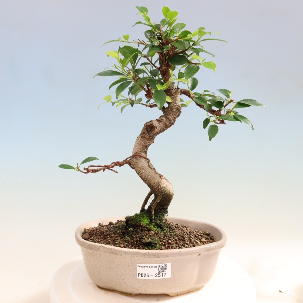 Zimmerbonsai - Ficus retusa - Kleinblättriger Ficus