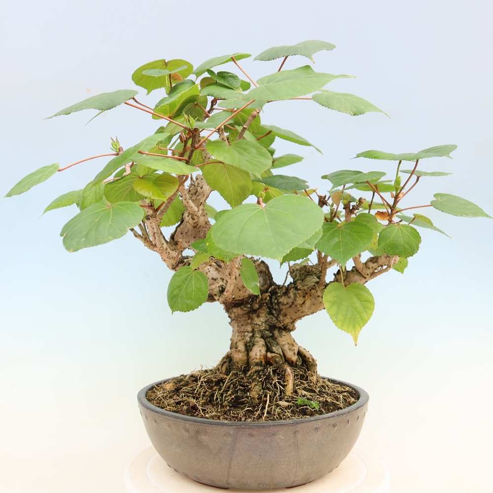 Zimmerbonsai - Hibiscus tiliaceus - Meeres-Hibiskus