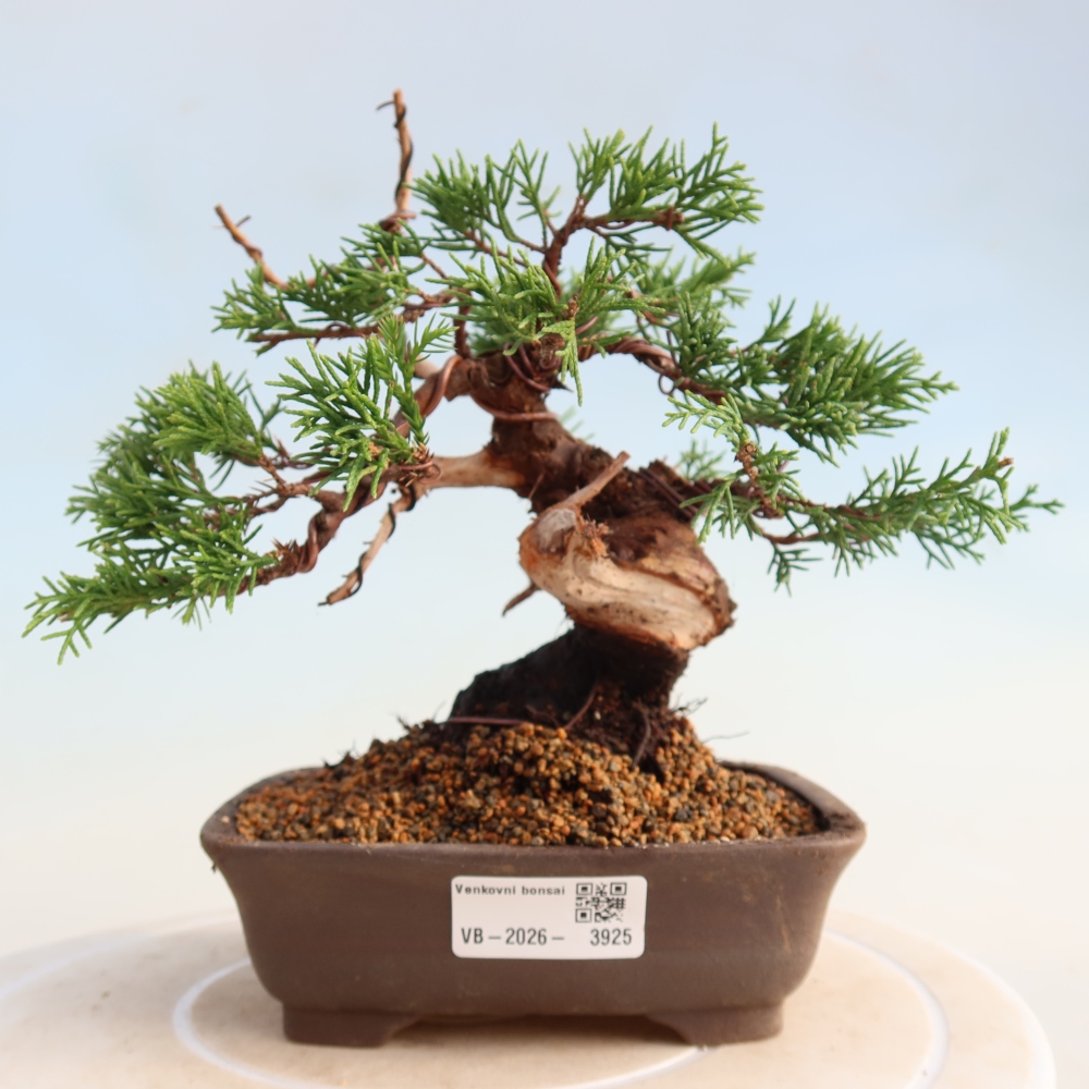 Outdoor bonsai - Juniperus chinensis Itoigawa - Chinese juniper