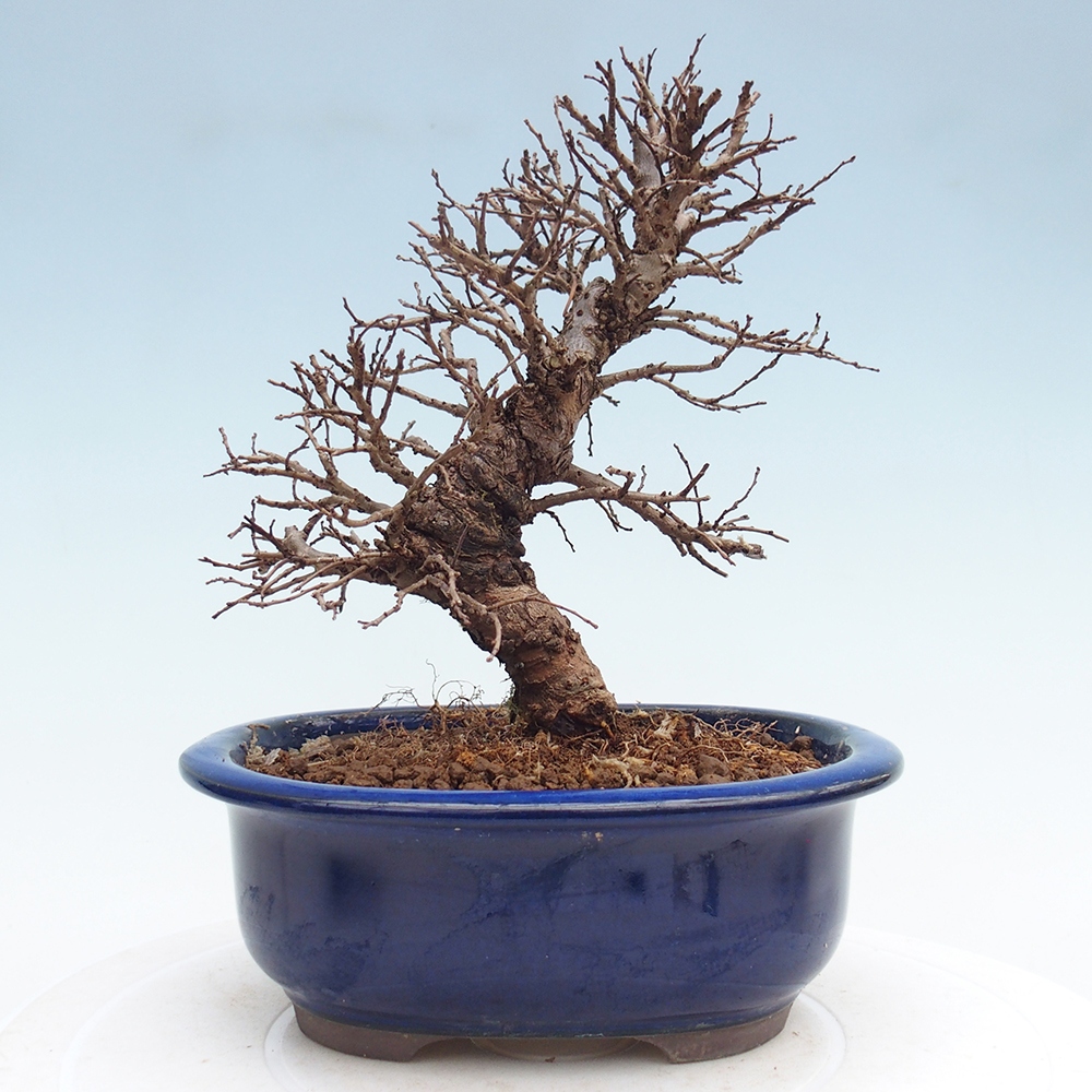 Bonsai für draußen - Zelkova - Zelkova NIRE