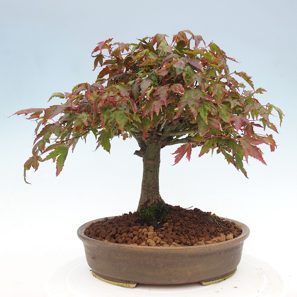 Acer palmatum KIOHIME - Palmetto-Ahorn