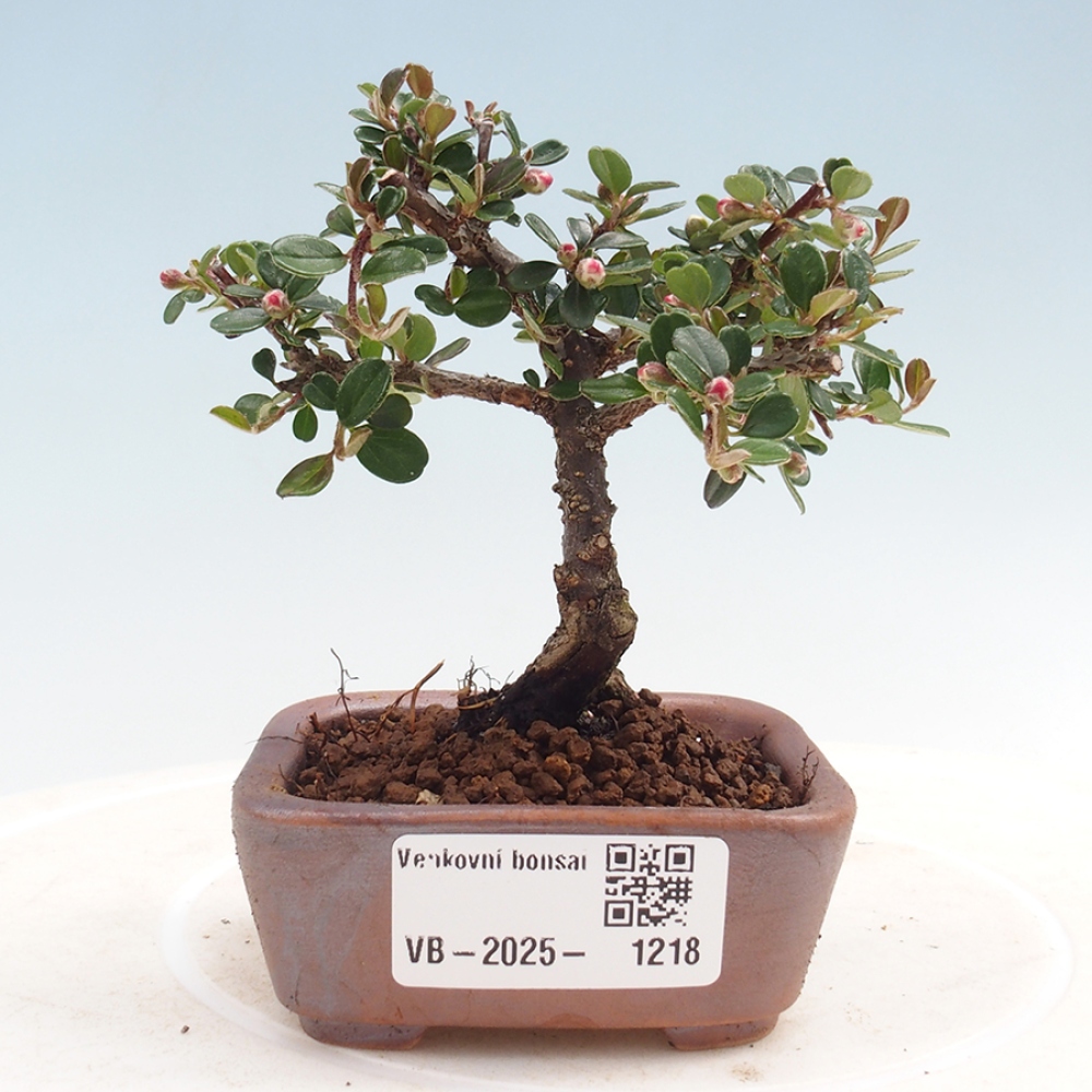 Bonsai im Freien - Cotoneaster horizontalis - Felsenbaum